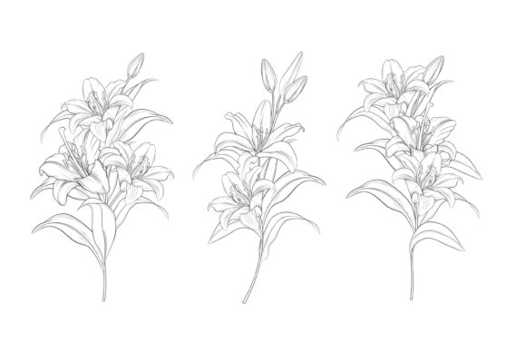 Hand Drawn Floral Illustrations: A Perfect Touch for Your Special Occasions