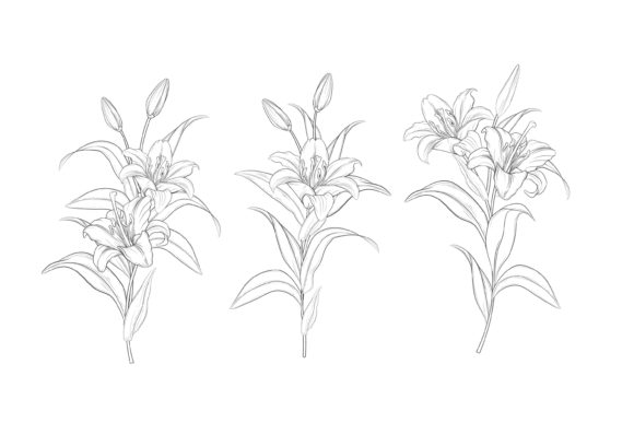 Hand Drawn Floral Illustrations Graphic: A Strategic Tool for Enhancing Your Creative Projects